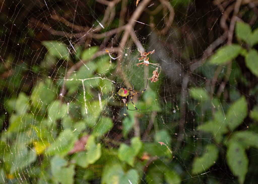 Say hello to my little friend