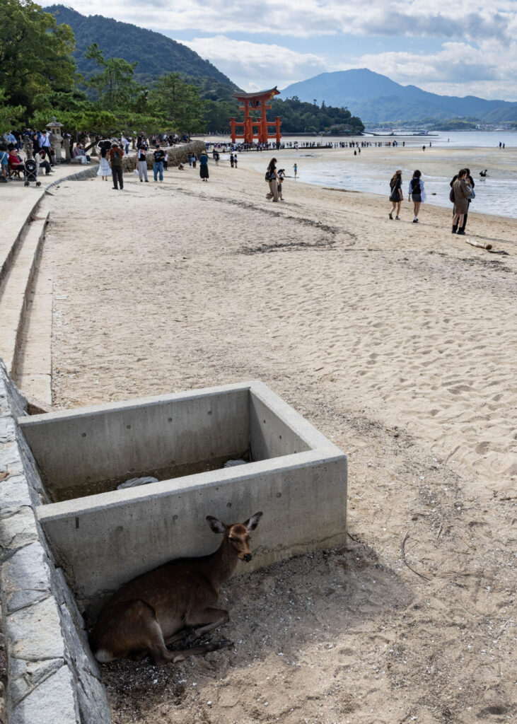 Walking to Itsukushima Shrine
