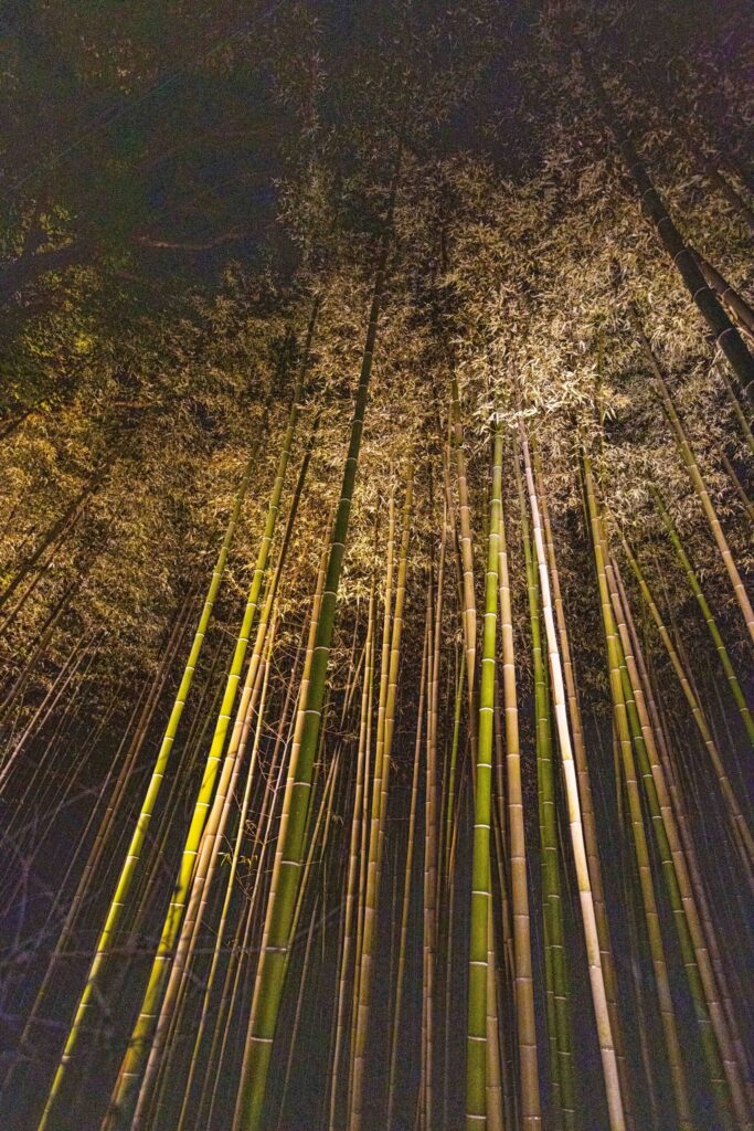 The Bamboo Groves at night