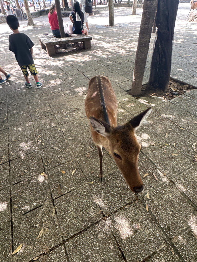 Sika deer on Miyajima Island