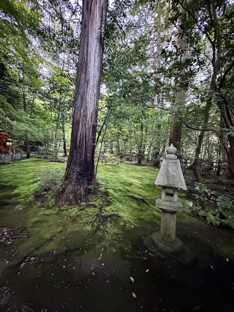 Green Blanket of Mosses