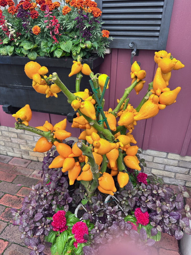 Solanum mammosum, otherwise known as nipplefruit